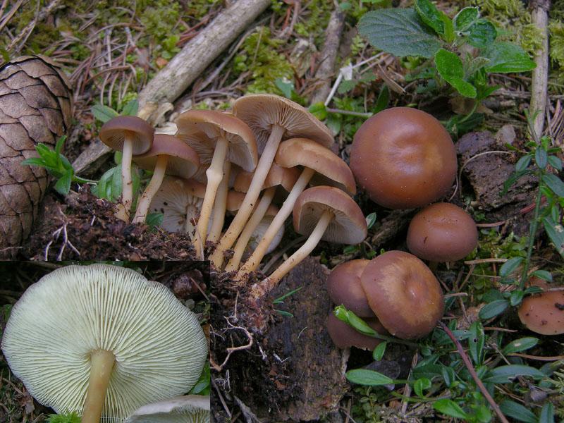 Eccoli i funghi.......